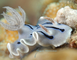 Nudibranch by Suzan Meldonian 